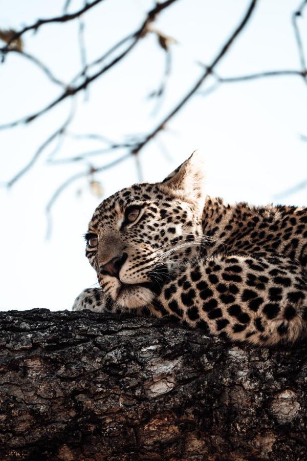 Honeyguide Tented Safari Camps - Mantobeni Manyeleti Game Reserve Exterior photo