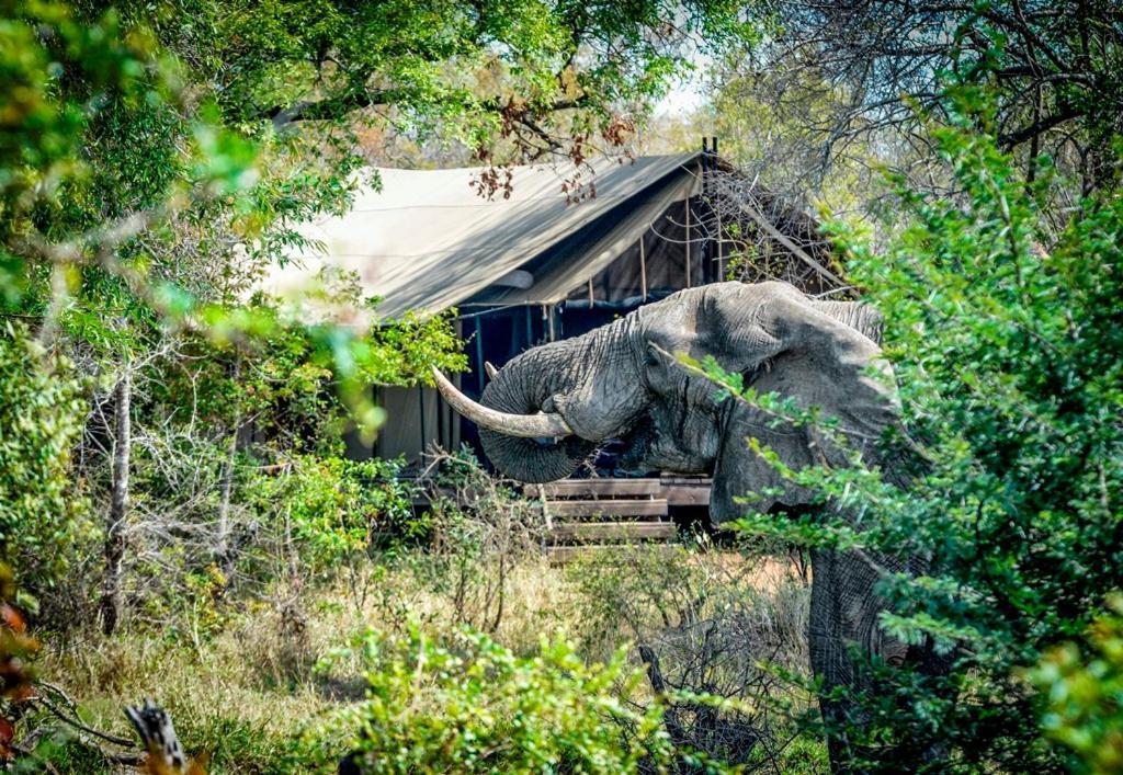 Honeyguide Tented Safari Camps - Mantobeni Manyeleti Game Reserve Exterior photo