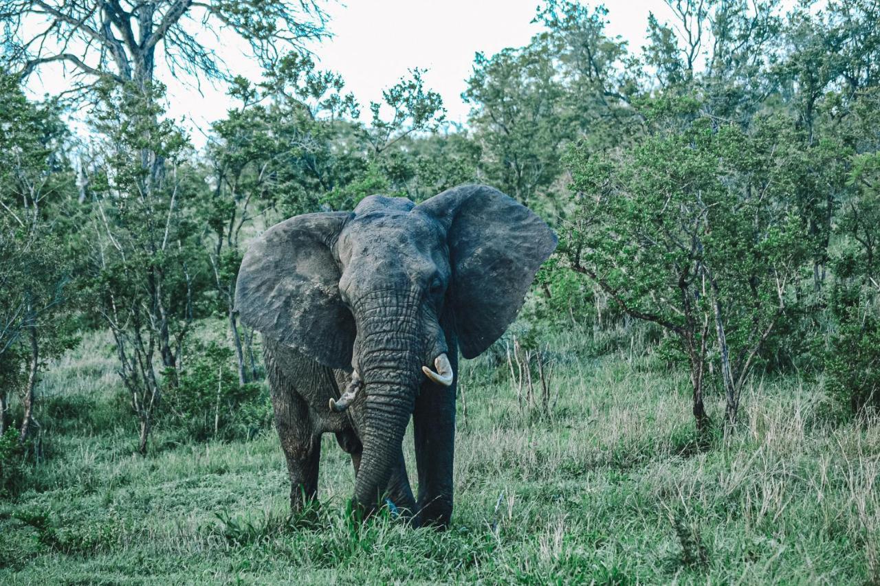 Honeyguide Tented Safari Camps - Mantobeni Manyeleti Game Reserve Exterior photo