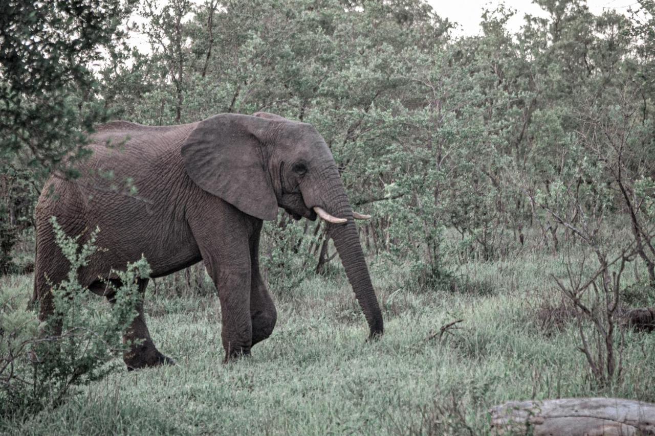 Honeyguide Tented Safari Camps - Mantobeni Manyeleti Game Reserve Exterior photo