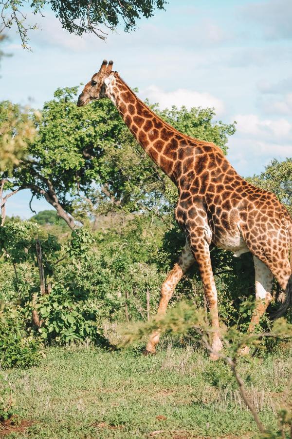 Honeyguide Tented Safari Camps - Mantobeni Manyeleti Game Reserve Exterior photo