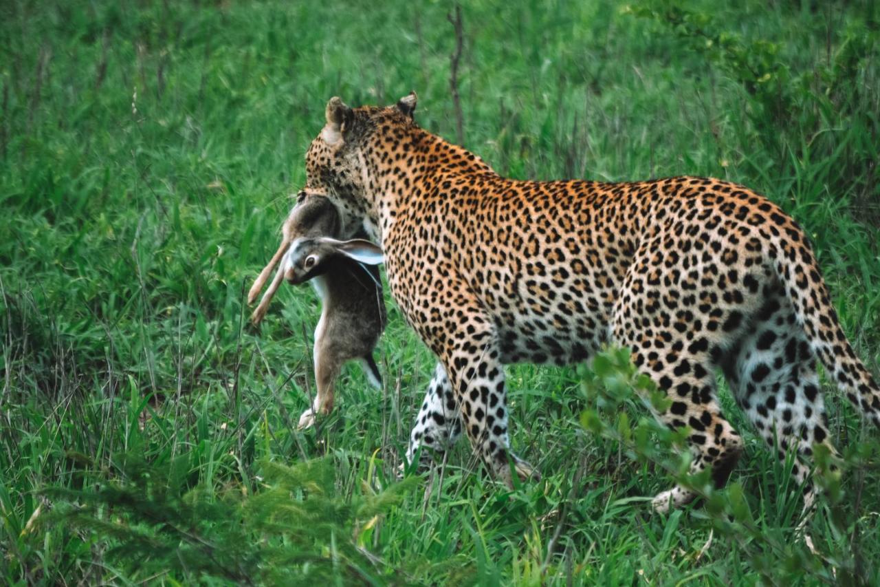 Honeyguide Tented Safari Camps - Mantobeni Manyeleti Game Reserve Exterior photo